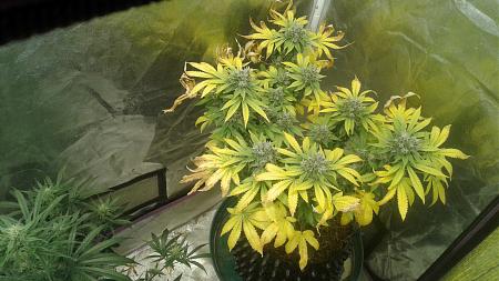 Click image for larger version

Name:	20181217_203832.jpg
Views:	234
Size:	789.9 KB
ID:	276788