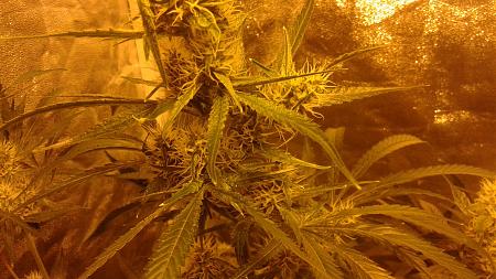 Click image for larger version

Name:	20181223_070846.jpg
Views:	249
Size:	813.0 KB
ID:	278308