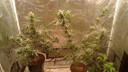 Click image for larger version

Name:	20181227_072043.jpg
Views:	242
Size:	815.6 KB
ID:	279752