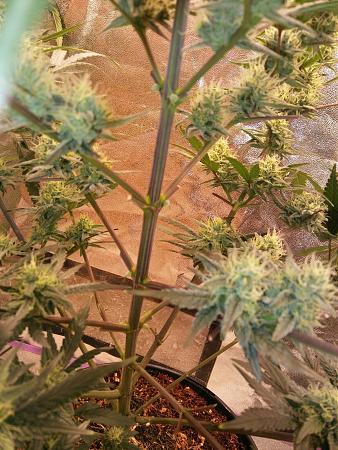 Click image for larger version

Name:	20181230_192335.jpg
Views:	245
Size:	621.9 KB
ID:	280435