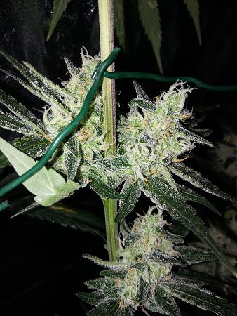 Click image for larger version

Name:	20190110_071324.jpg
Views:	239
Size:	2.97 MB
ID:	283154