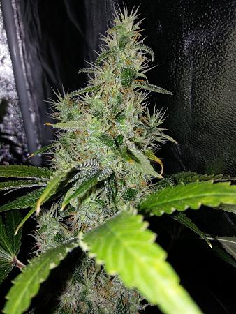 Click image for larger version

Name:	20190109_071553.jpg
Views:	252
Size:	3.24 MB
ID:	283163