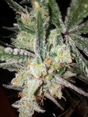 Click image for larger version

Name:	20190122_070643.jpg
Views:	220
Size:	3.11 MB
ID:	286036