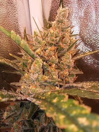 Click image for larger version

Name:	20190119_192201.jpg
Views:	236
Size:	3.57 MB
ID:	285276