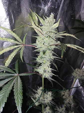 Click image for larger version

Name:	20190110_071316.jpg
Views:	230
Size:	3.51 MB
ID:	283152