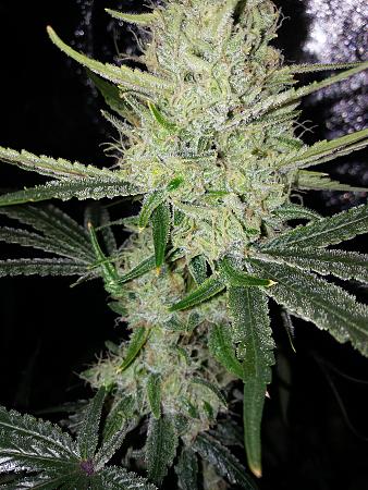 Click image for larger version

Name:	20190110_071304.jpg
Views:	253
Size:	3.33 MB
ID:	283153