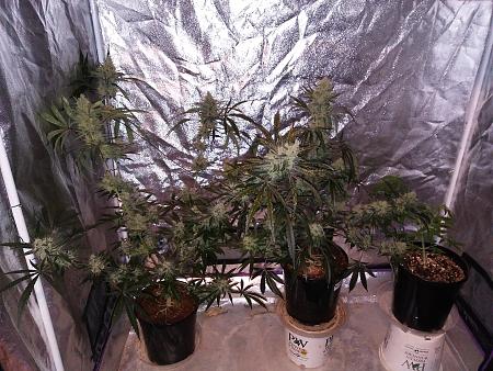 Click image for larger version

Name:	20190109_071450.jpg
Views:	229
Size:	3.46 MB
ID:	283155