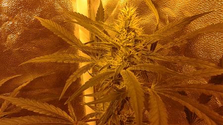 Click image for larger version

Name:	20181223_070855.jpg
Views:	241
Size:	942.9 KB
ID:	278309