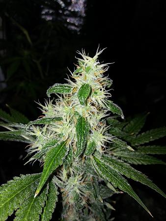 Click image for larger version

Name:	20190110_071337.jpg
Views:	219
Size:	2.62 MB
ID:	283162