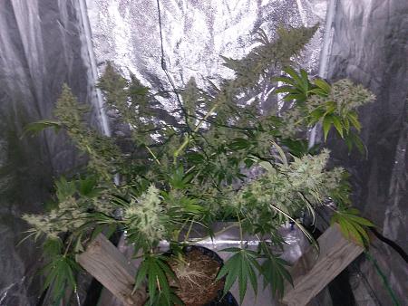 Click image for larger version

Name:	20190122_071349.jpg
Views:	214
Size:	2.65 MB
ID:	286035