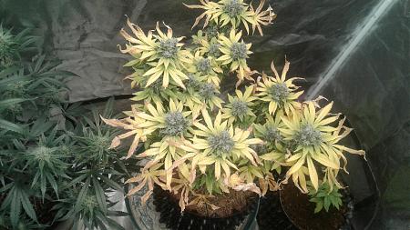 Click image for larger version

Name:	20181223_070937.jpg
Views:	268
Size:	765.7 KB
ID:	278311