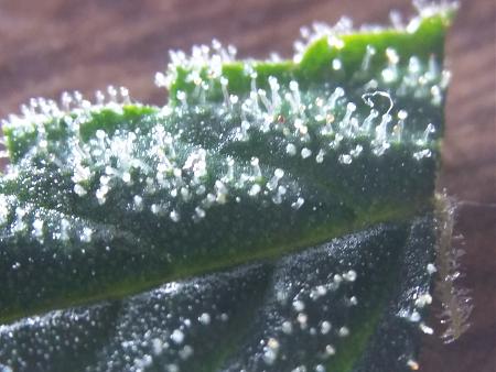 Click image for larger version

Name:	20190114_071513.jpg
Views:	212
Size:	1.70 MB
ID:	283969