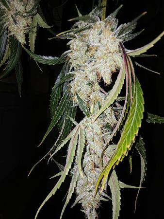 Click image for larger version

Name:	20190119_192028.jpg
Views:	253
Size:	2.18 MB
ID:	285268