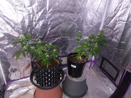 Click image for larger version

Name:	20190122_071357.jpg
Views:	226
Size:	3.06 MB
ID:	286037