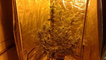 Click image for larger version

Name:	20181227_072052.jpg
Views:	236
Size:	802.0 KB
ID:	279750