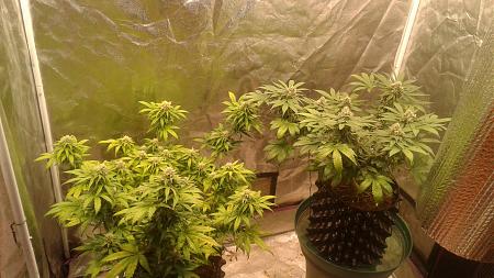 Click image for larger version

Name:	20181208_190902.jpg
Views:	229
Size:	854.6 KB
ID:	274726