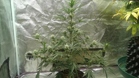 Click image for larger version

Name:	20181217_203817.jpg
Views:	237
Size:	978.6 KB
ID:	276785