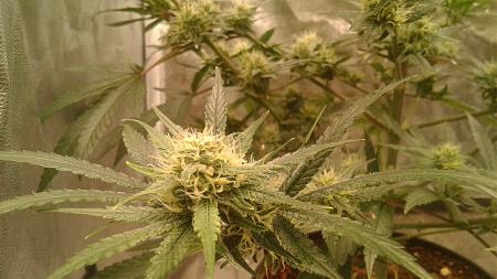 Click image for larger version

Name:	20181223_070917.jpg
Views:	270
Size:	662.7 KB
ID:	278307