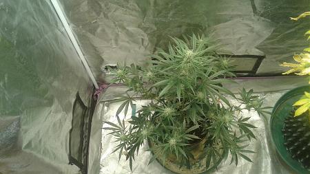 Click image for larger version

Name:	20181217_203838.jpg
Views:	229
Size:	734.9 KB
ID:	276786