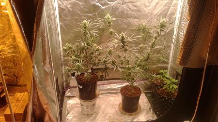 Click image for larger version

Name:	20181228_204544.jpg
Views:	246
Size:	762.6 KB
ID:	279751