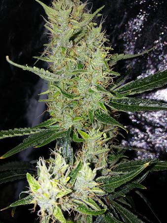 Click image for larger version

Name:	20190110_071346.jpg
Views:	202
Size:	3.54 MB
ID:	283164