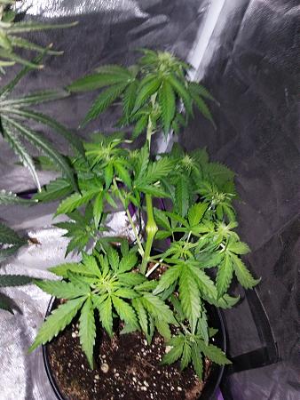 Click image for larger version

Name:	20190110_071408.jpg
Views:	241
Size:	2.38 MB
ID:	283148