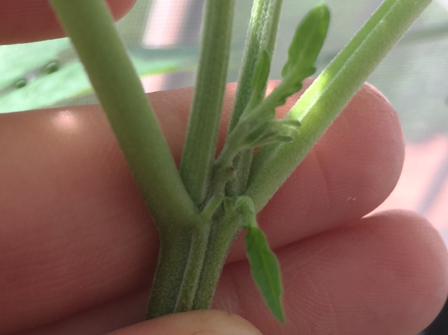 Click image for larger version

Name:	1959450B-0E09-41A0-8A7A-D57BA99D6215.jpeg
Views:	565
Size:	200.9 KB
ID:	280501