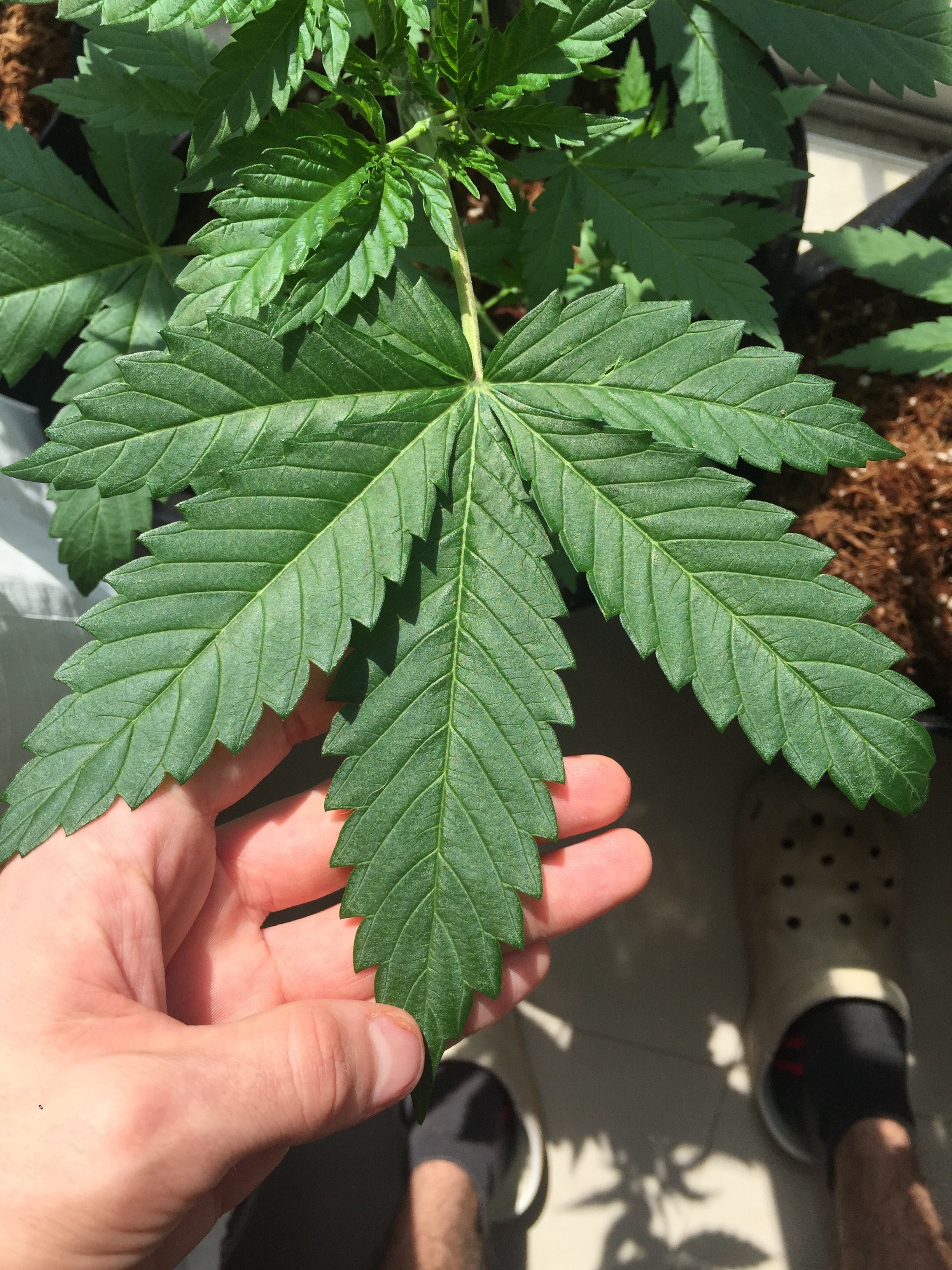 Click image for larger version

Name:	E7986AF5-1A34-4238-BD15-4AC894F4D7A3.jpeg
Views:	600
Size:	1.98 MB
ID:	280503