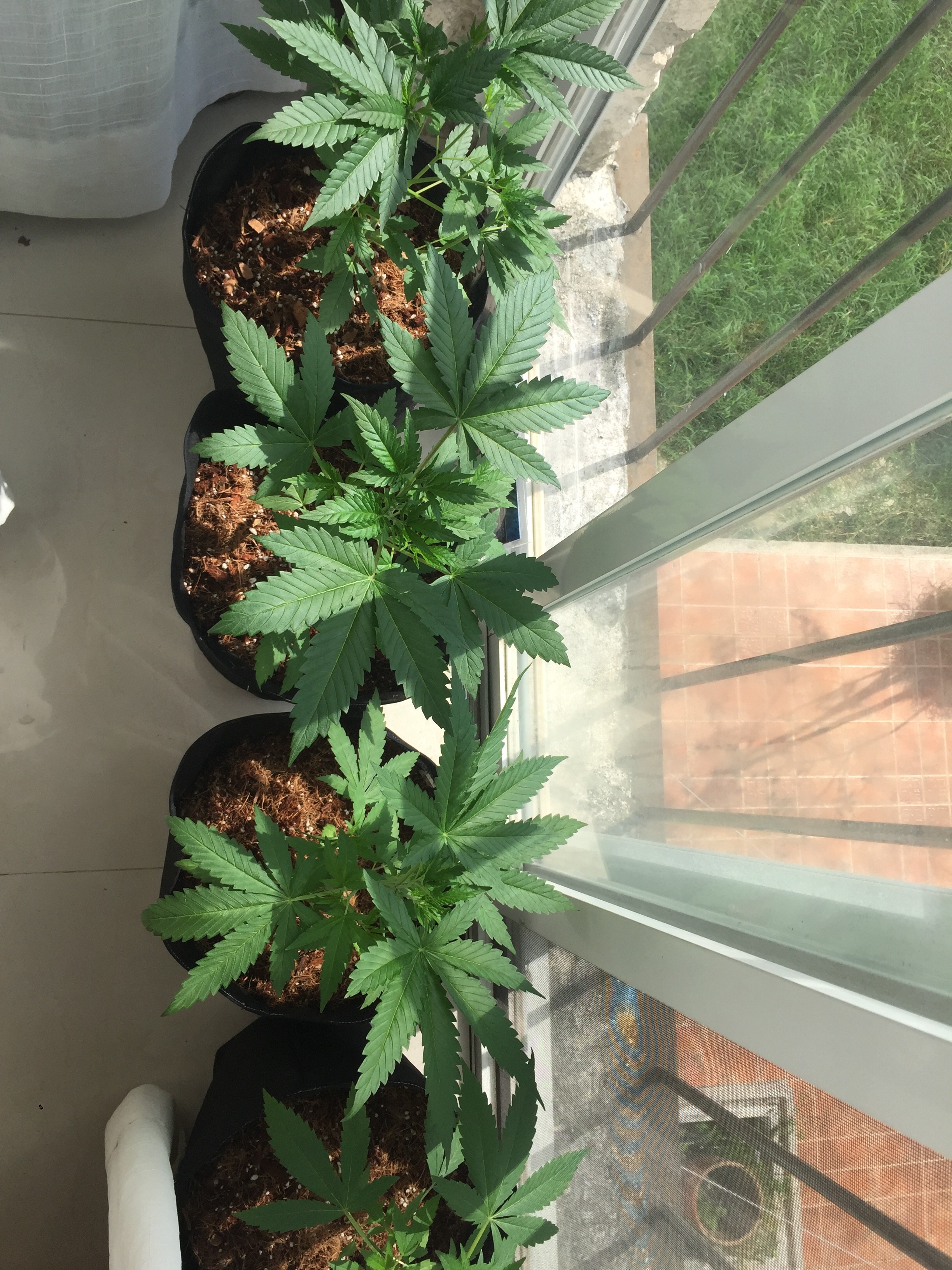 Click image for larger version

Name:	73D9E57B-02F9-4E36-8BB1-D5DC2BB0D148.jpeg
Views:	637
Size:	1.76 MB
ID:	280504