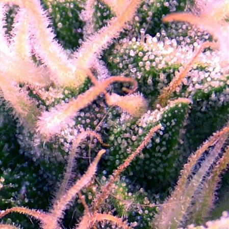 Click image for larger version

Name:	image_64069.jpg
Views:	549
Size:	140.3 KB
ID:	265042