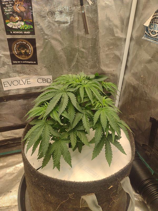 Click image for larger version

Name:	IMG_20260314_073553584.jpg
Views:	15
Size:	3.48 MB
ID:	663913