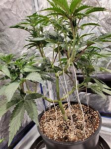 Click image for larger version

Name:	20200422_204323_copy_1209x1612.jpg
Views:	716
Size:	990.3 KB
ID:	397956