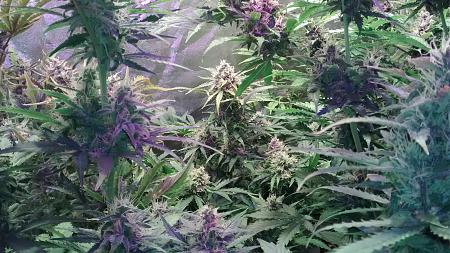 Click image for larger version

Name:	IMG_20180108_173755642.jpg
Views:	257
Size:	1.16 MB
ID:	162605