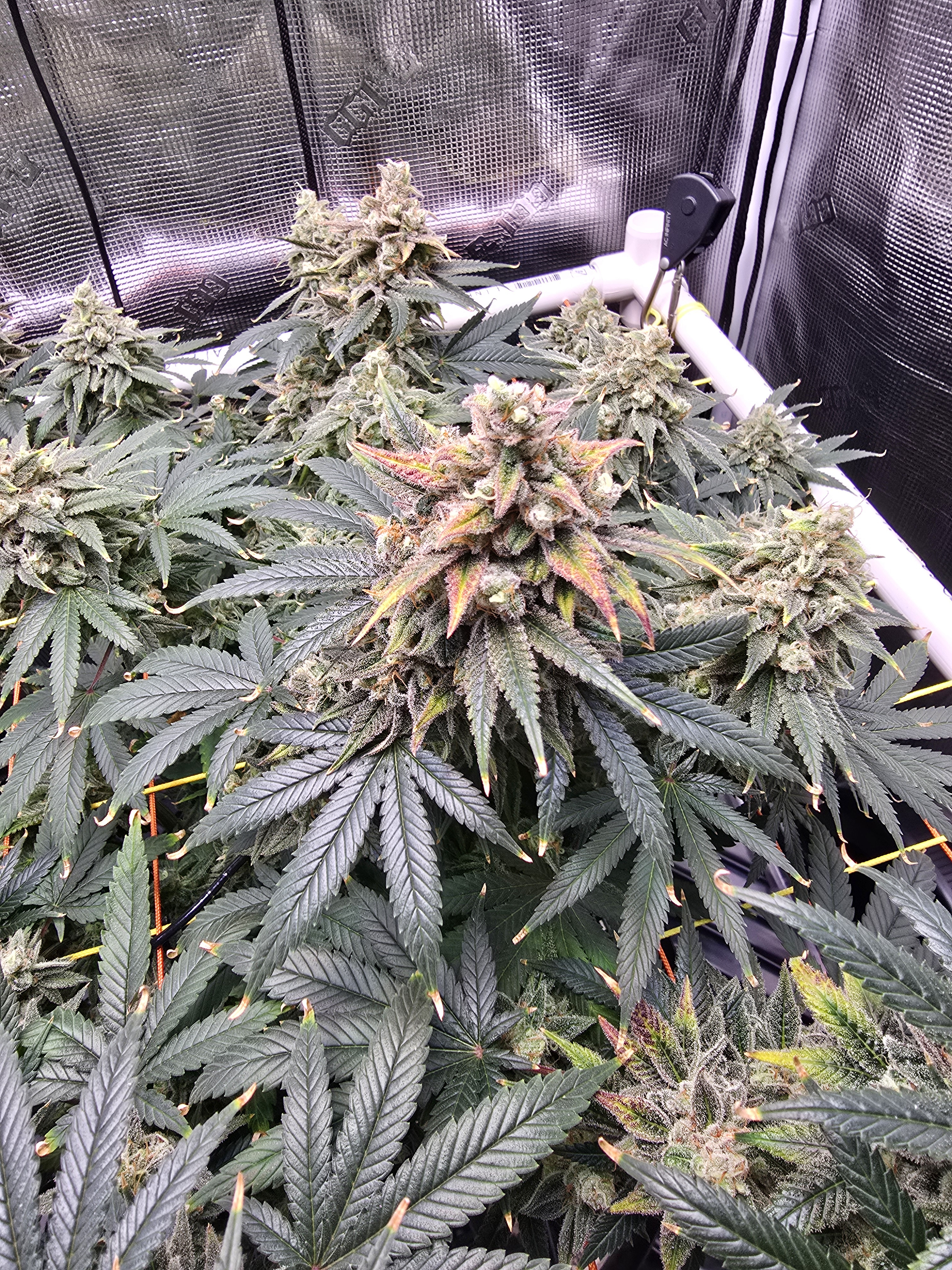 Click image for larger version

Name:	20260315_111219.jpg
Views:	6
Size:	4.50 MB
ID:	663944