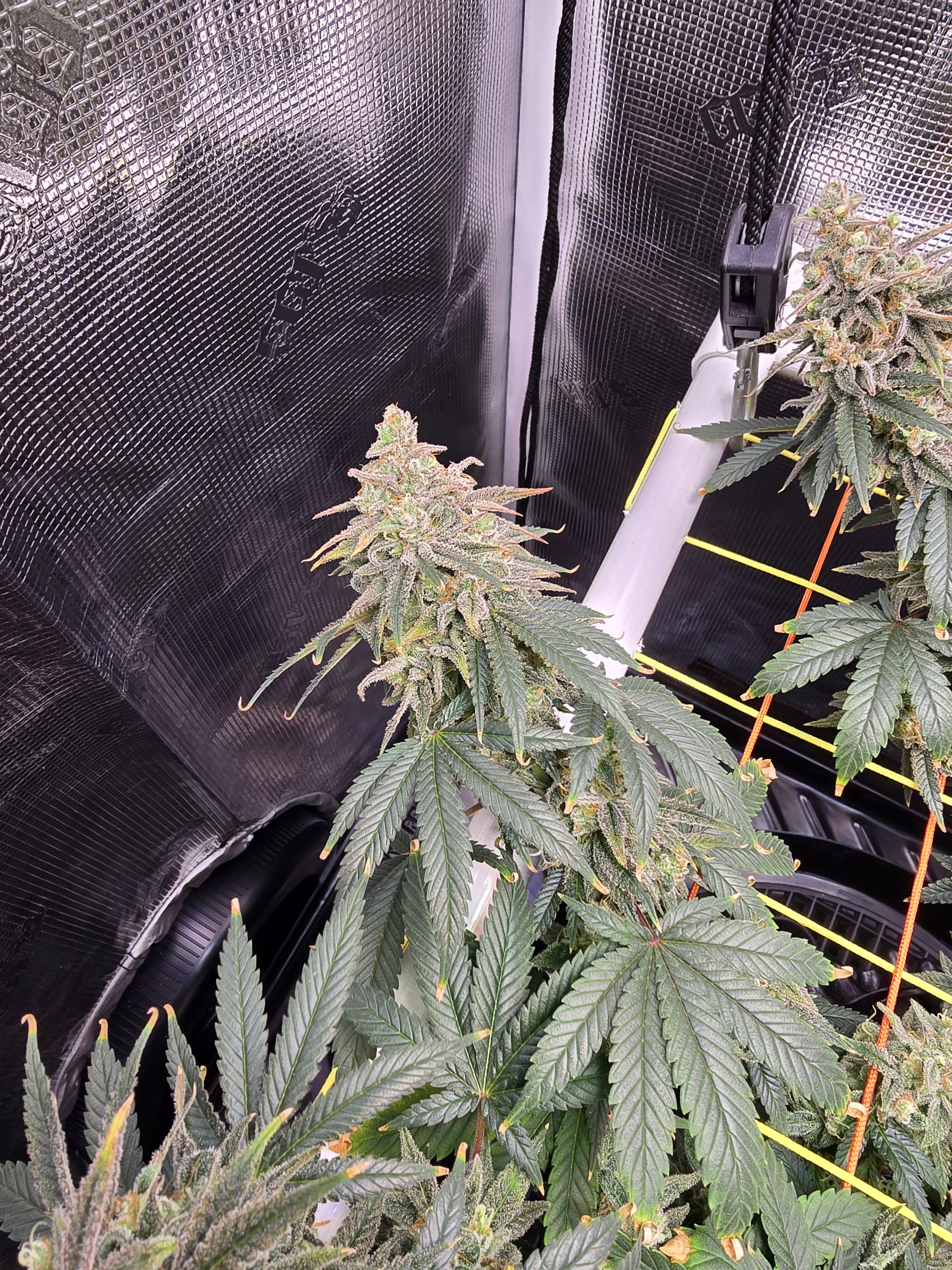 Click image for larger version

Name:	20260315_111246.jpg
Views:	4
Size:	3.72 MB
ID:	663949