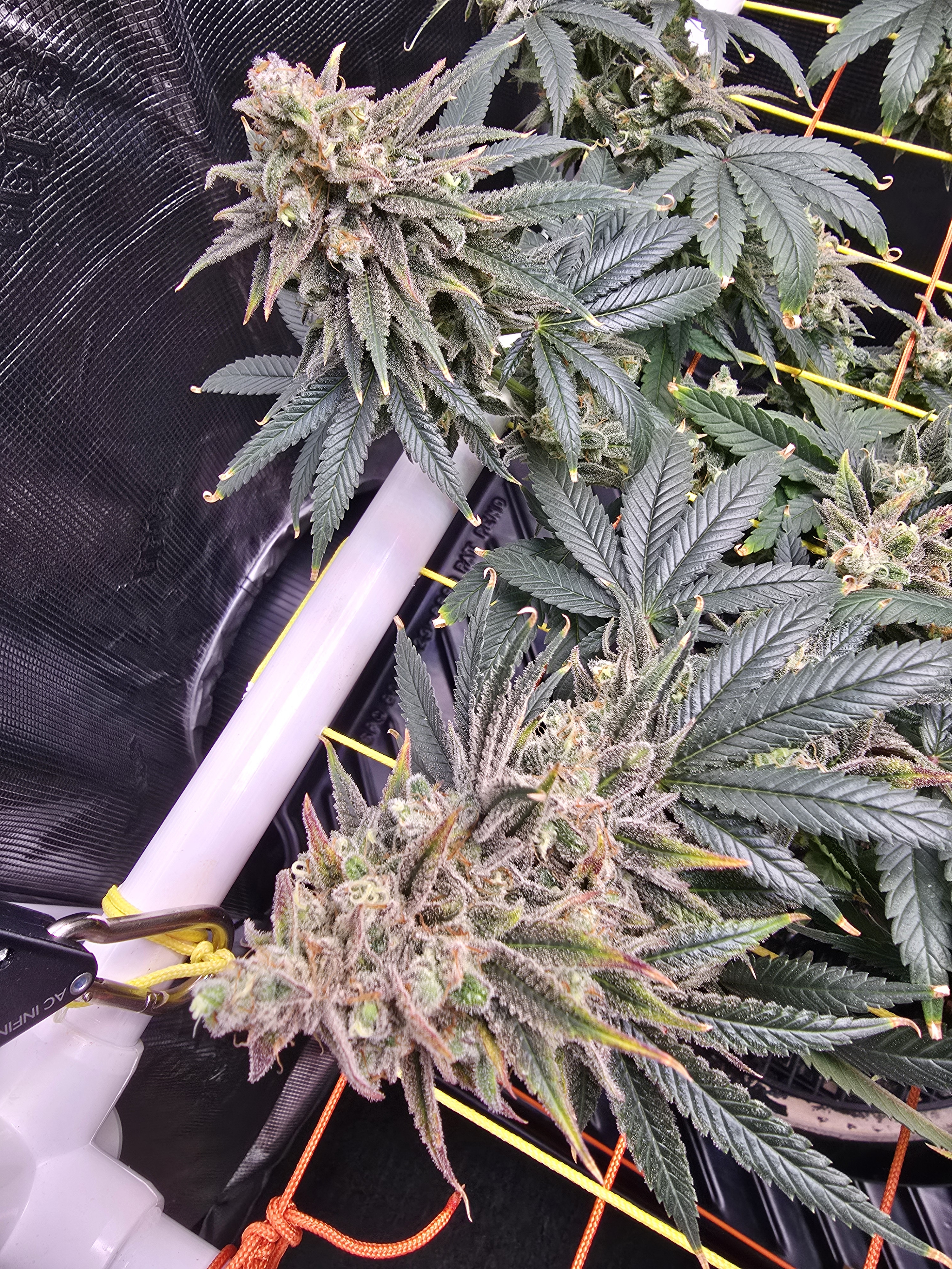 Click image for larger version

Name:	20260315_111302.jpg
Views:	4
Size:	4.00 MB
ID:	663950