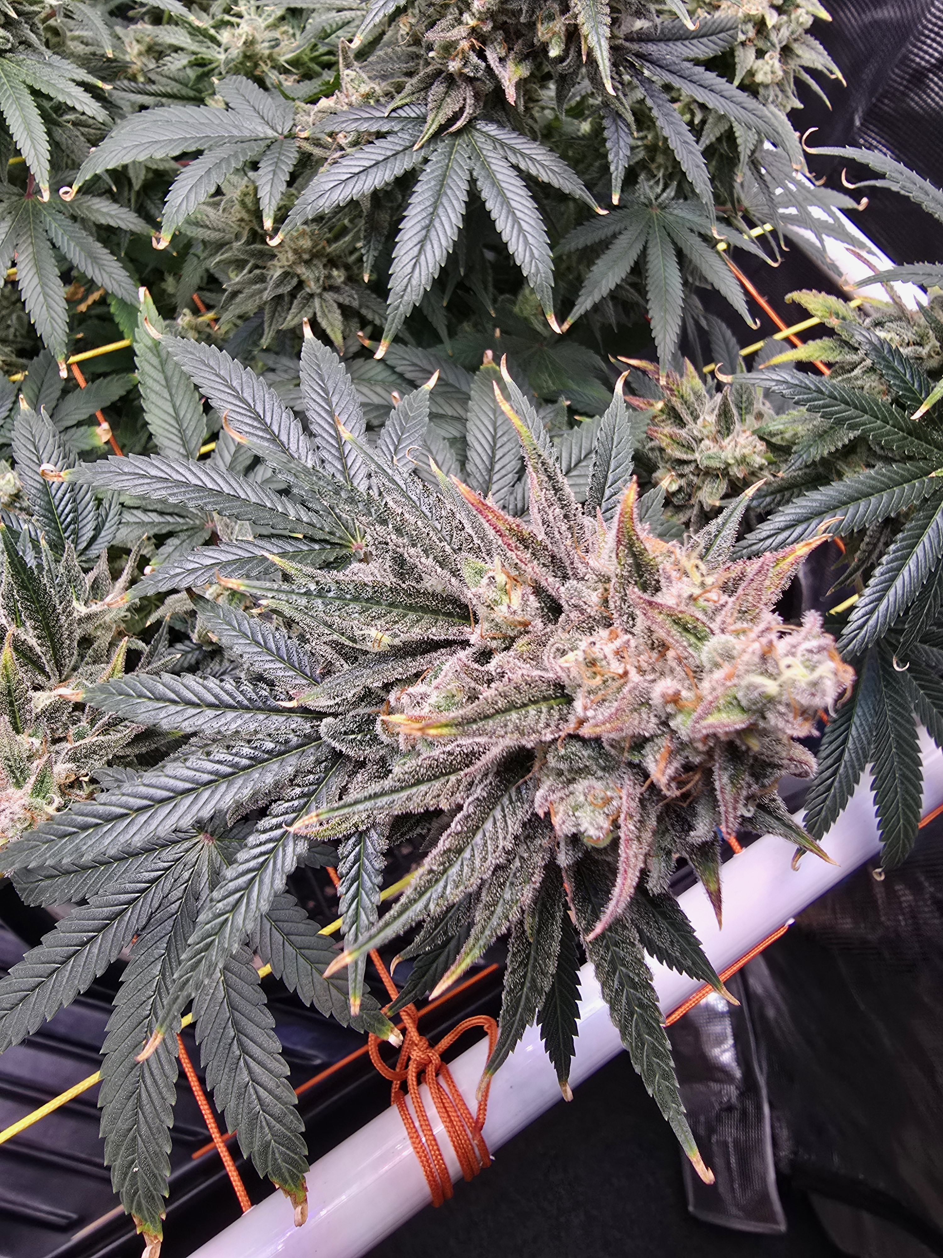 Click image for larger version

Name:	20260315_111318.jpg
Views:	4
Size:	3.50 MB
ID:	663951