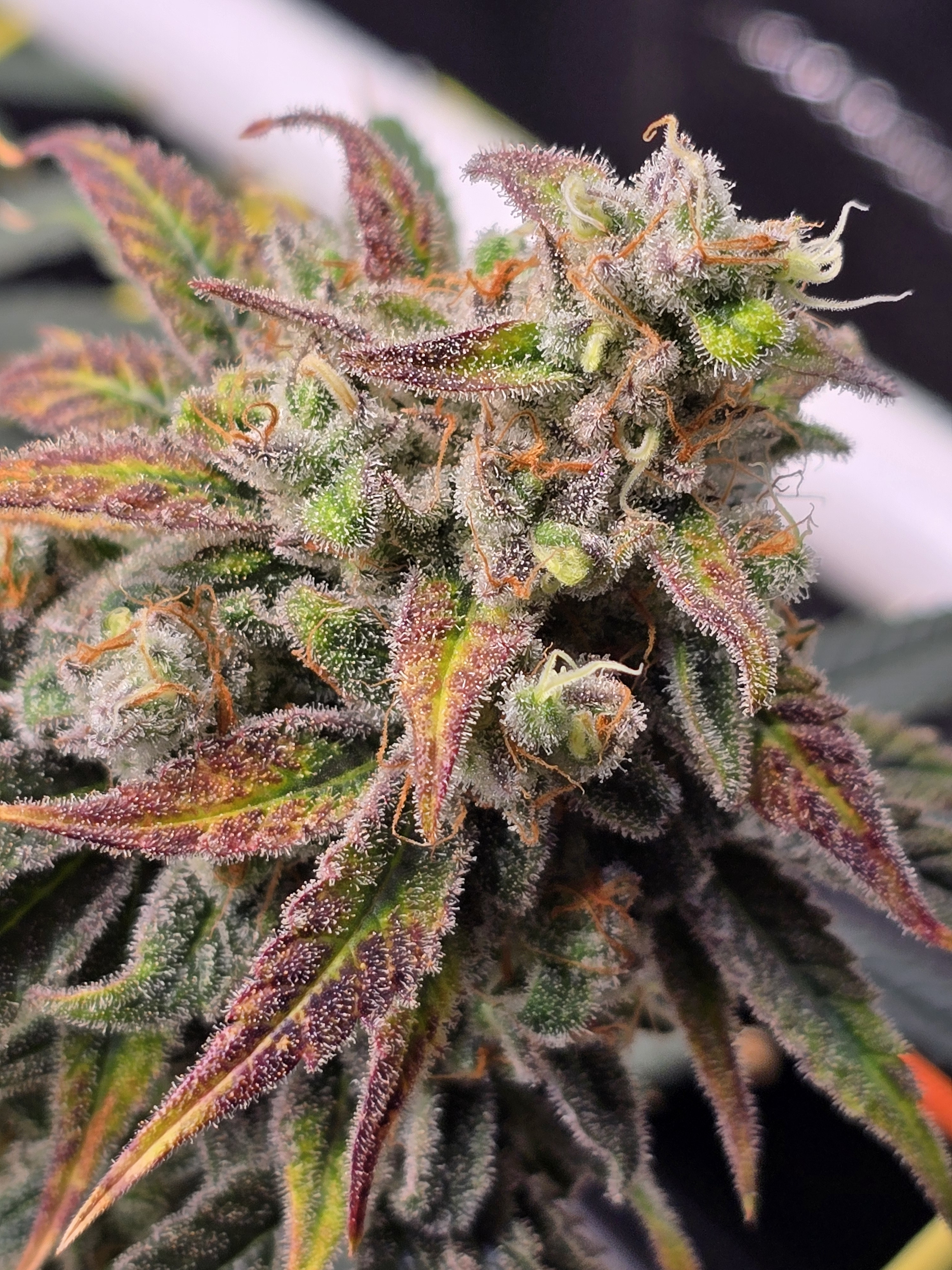 Click image for larger version

Name:	20260315_111332.jpg
Views:	4
Size:	2.67 MB
ID:	663952