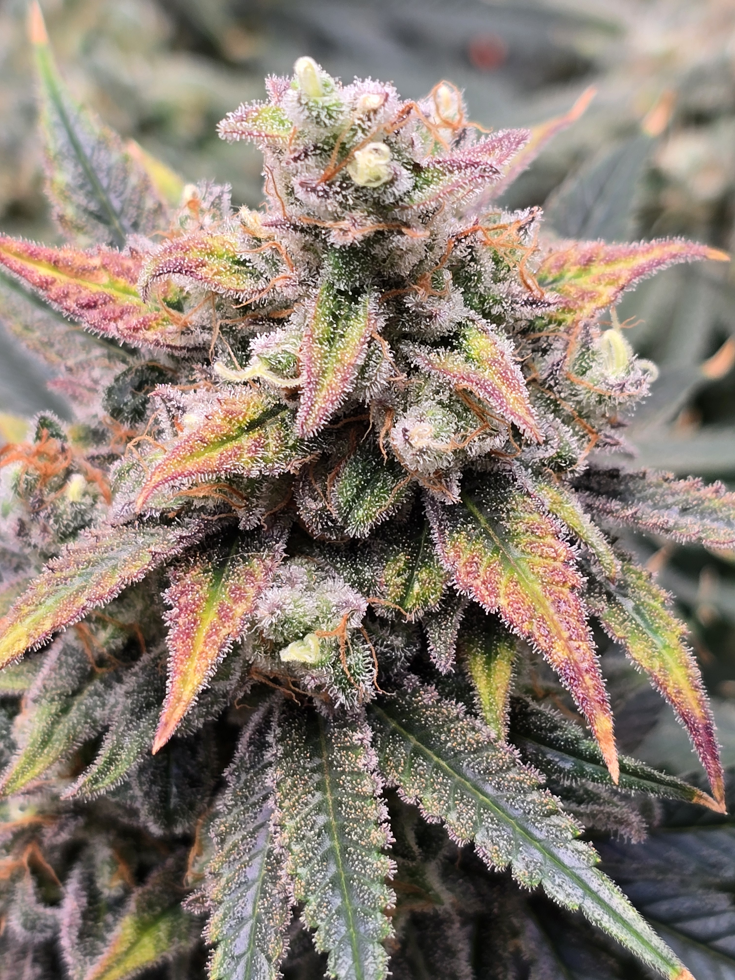 Click image for larger version

Name:	20260315_111350.jpg
Views:	4
Size:	2.79 MB
ID:	663953