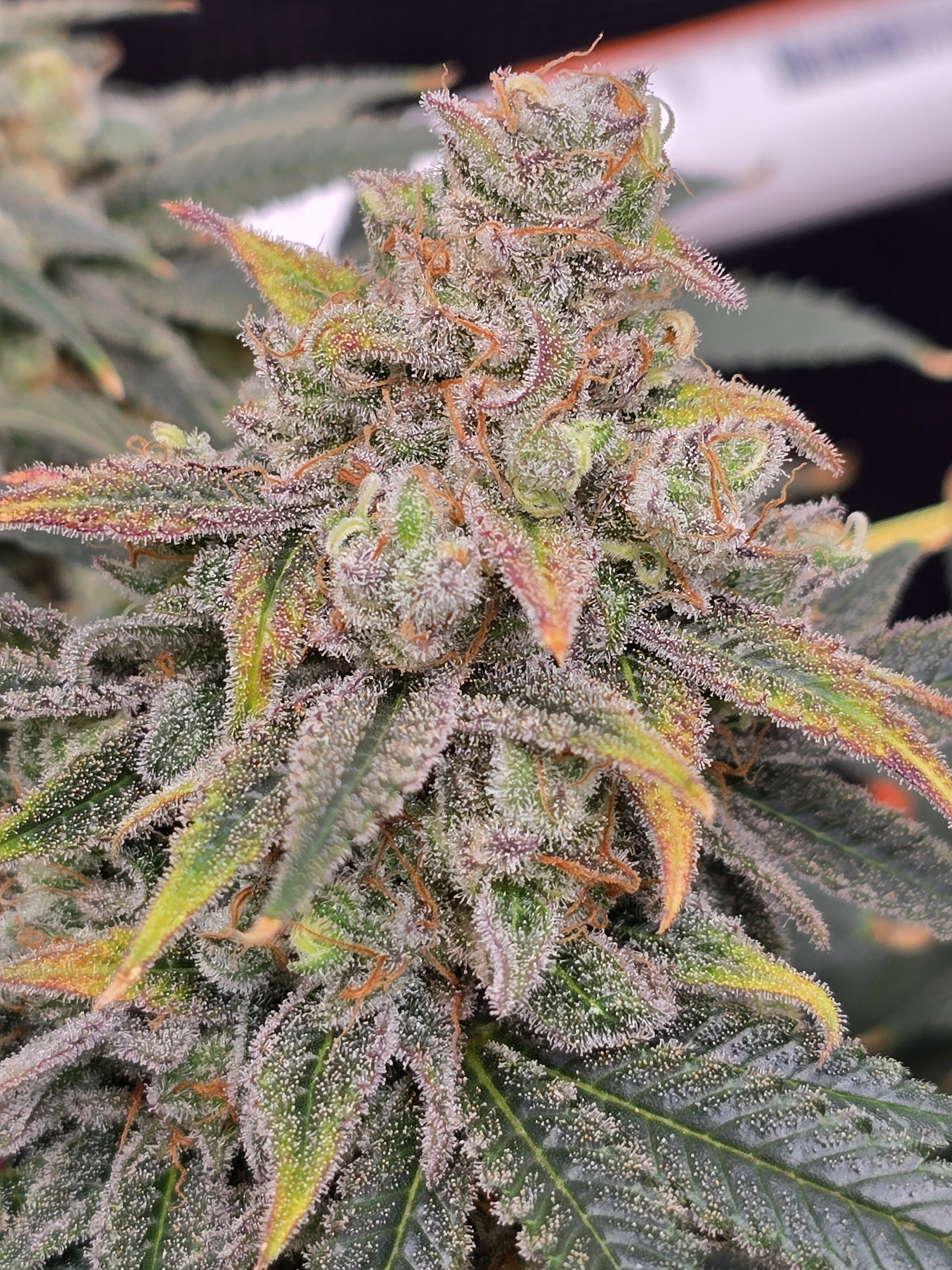 Click image for larger version

Name:	20260315_111405.jpg
Views:	3
Size:	2.99 MB
ID:	663956