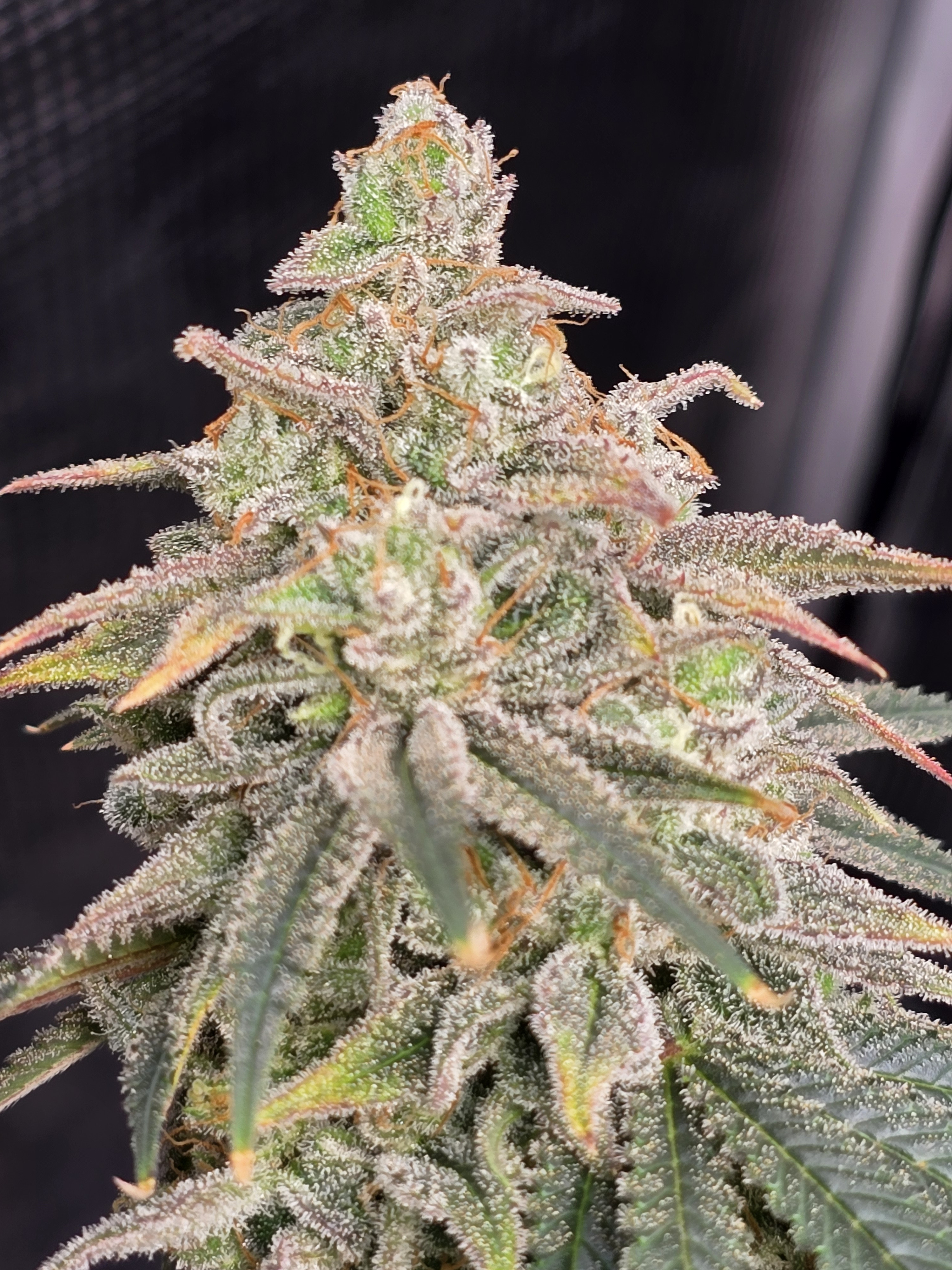 Click image for larger version

Name:	20260315_111428.jpg
Views:	3
Size:	2.42 MB
ID:	663957