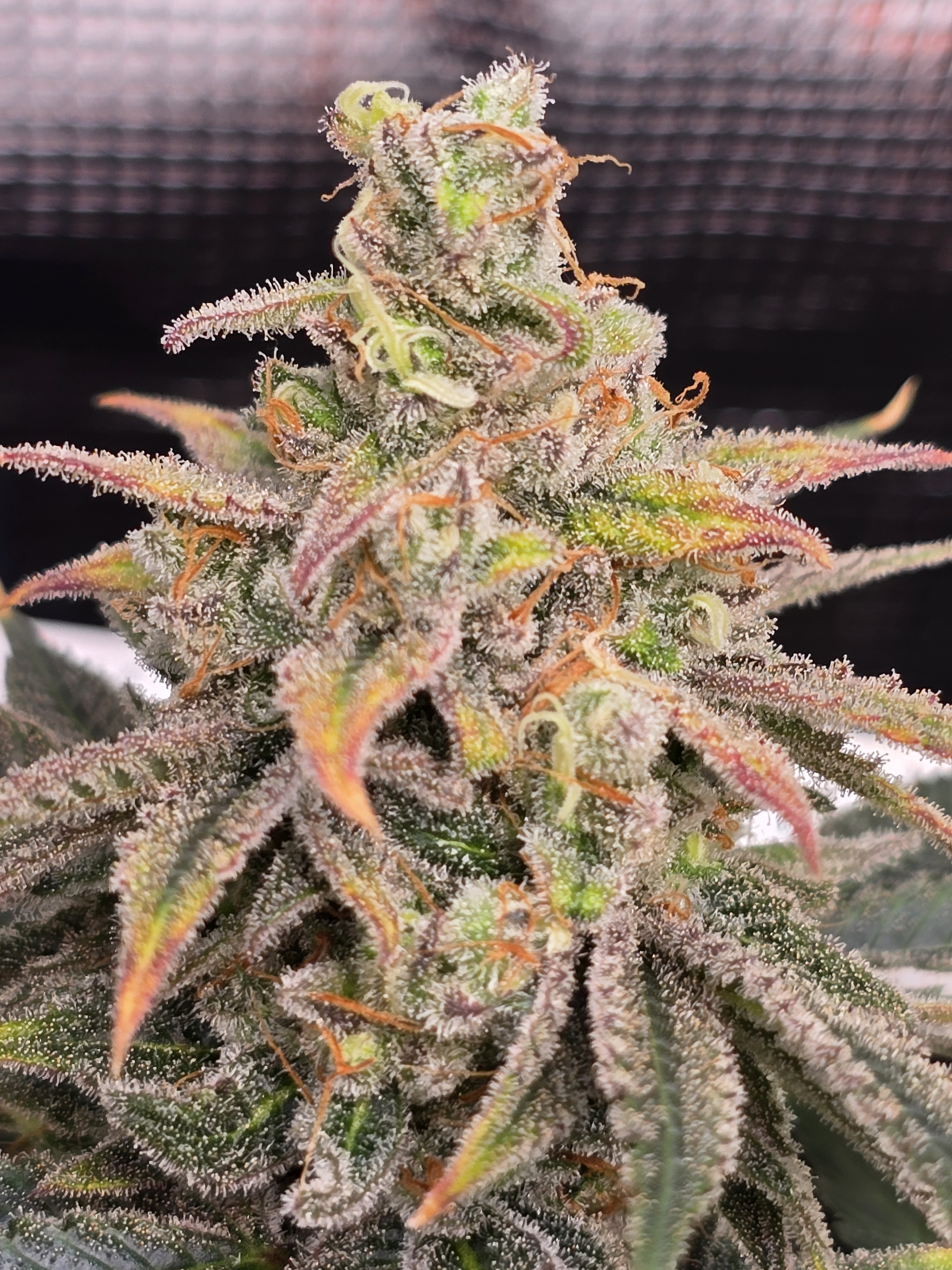 Click image for larger version

Name:	20260315_111446.jpg
Views:	3
Size:	2.56 MB
ID:	663958