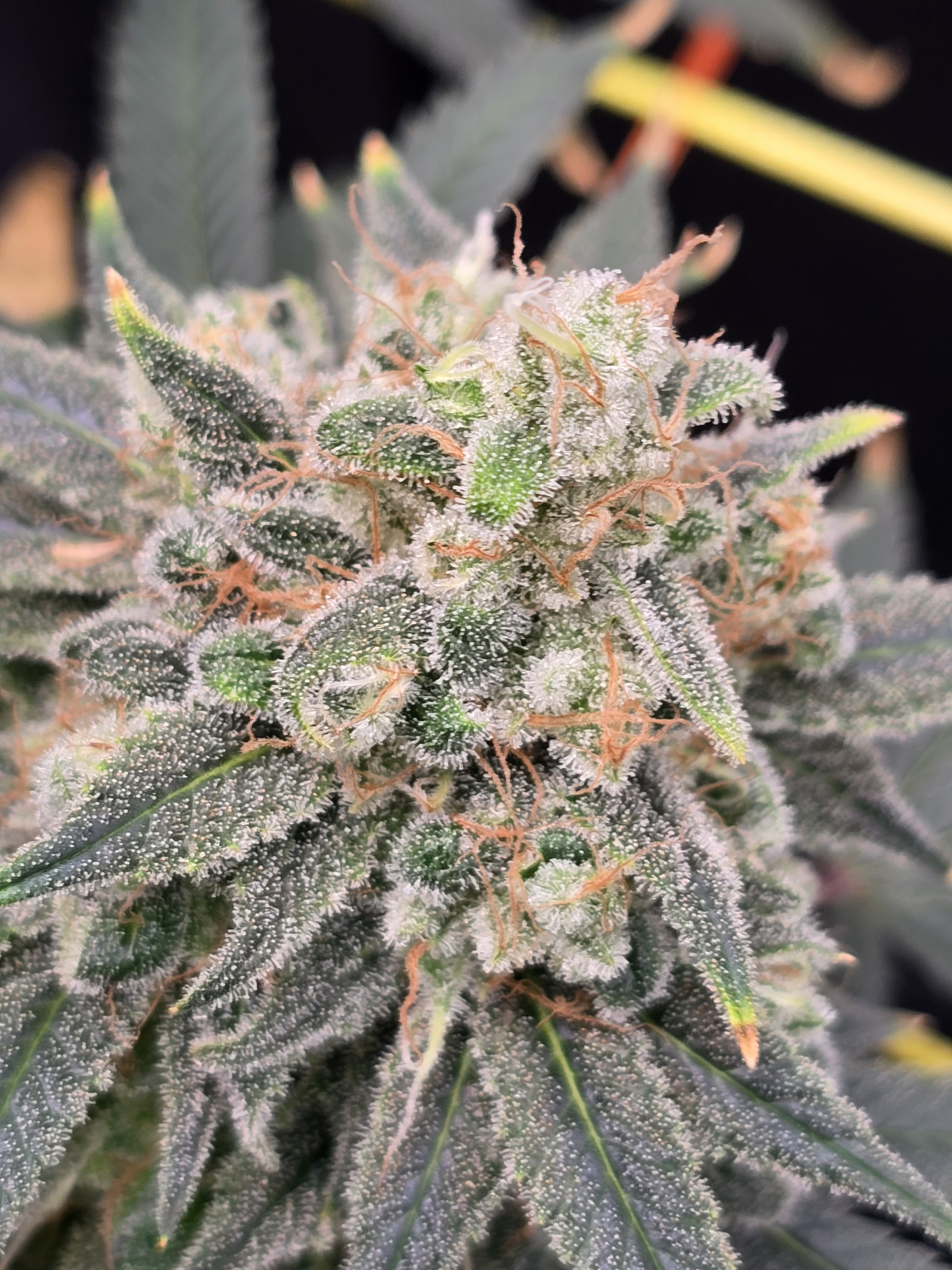 Click image for larger version

Name:	20260315_111513.jpg
Views:	3
Size:	2.27 MB
ID:	663959