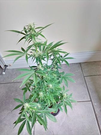 Click image for larger version

Name:	20200224_111943.jpg
Views:	512
Size:	759.7 KB
ID:	378471