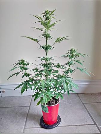 Click image for larger version

Name:	20200224_111954.jpg
Views:	517
Size:	816.2 KB
ID:	378472