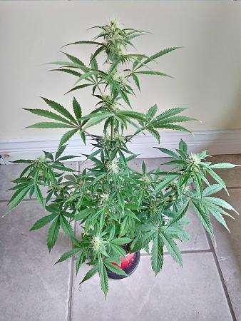 Click image for larger version

Name:	20200224_111939.jpg
Views:	519
Size:	1.01 MB
ID:	378470