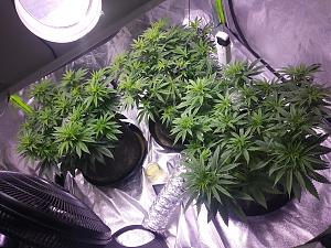 Click image for larger version

Name:	20180928_075526.jpg
Views:	282
Size:	3.85 MB
ID:	253265