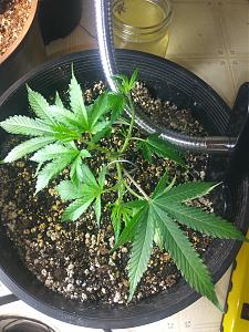 Click image for larger version

Name:	20180926_172114.jpg
Views:	305
Size:	2.55 MB
ID:	253263