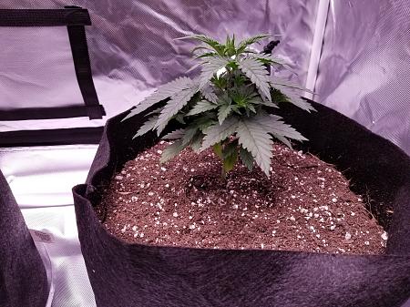 Click image for larger version

Name:	Healthy plant 2.jpg
Views:	262
Size:	4.27 MB
ID:	664013