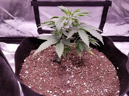 Click image for larger version

Name:	Healthy plant 1.jpg
Views:	239
Size:	4.51 MB
ID:	664014